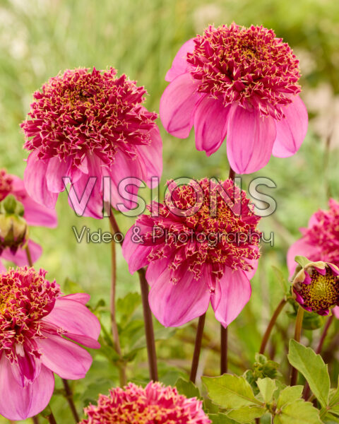 Dahlia Dad's Favorite Dahlia Dad's Favorite