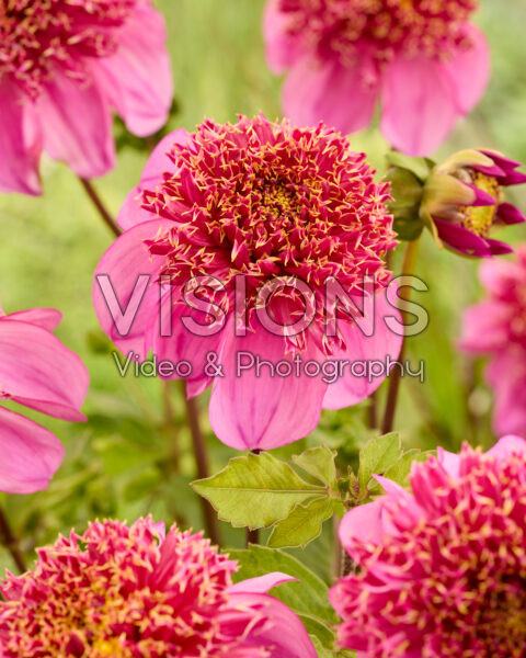 Dahlia Dad's Favorite Dahlia Dad's Favorite