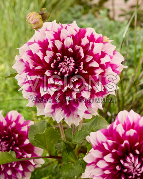 Dahlia Yarra Falls