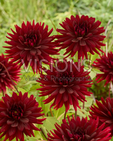 Dahlia Chat Noir Dahlia Chat Noir