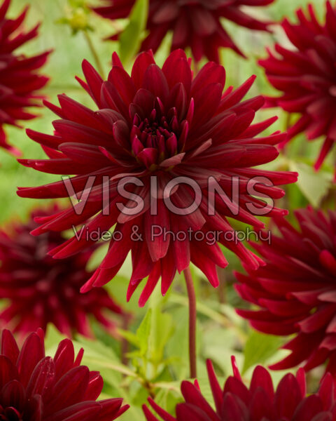 Dahlia Chat Noir Dahlia Chat Noir