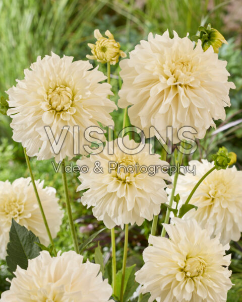 Dahlia Titan Blanco® Dahlia Titan Blanco®