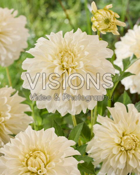 Dahlia Titan Blanco® Dahlia Titan Blanco®