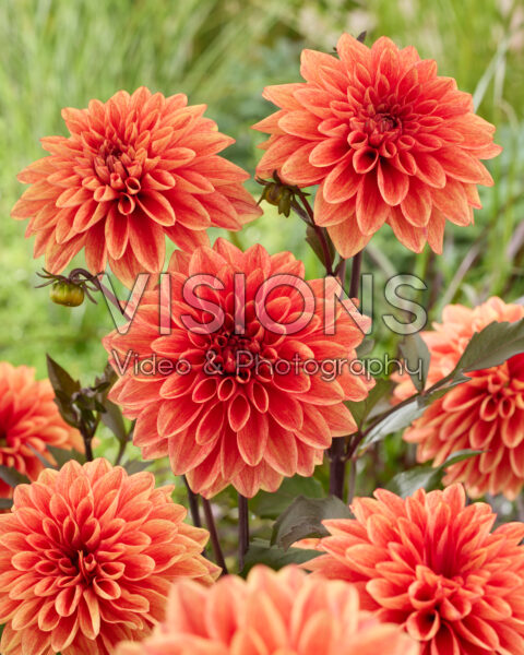 Dahlia Candlelight Autumn BlazeĀ® Dahlia Candlelight Autumn BlazeĀ®