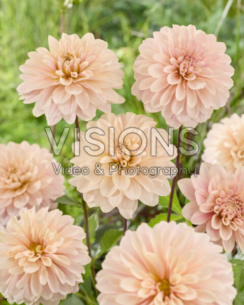 Dahlia Glossy Olivia® Dahlia Glossy Olivia®