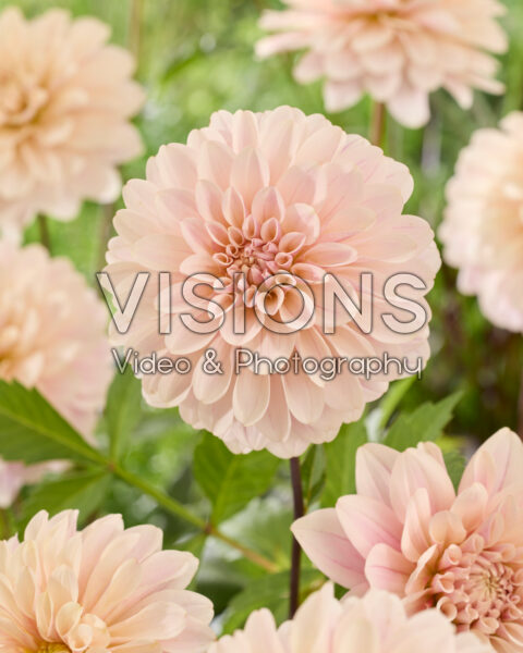 Dahlia Glossy Olivia®