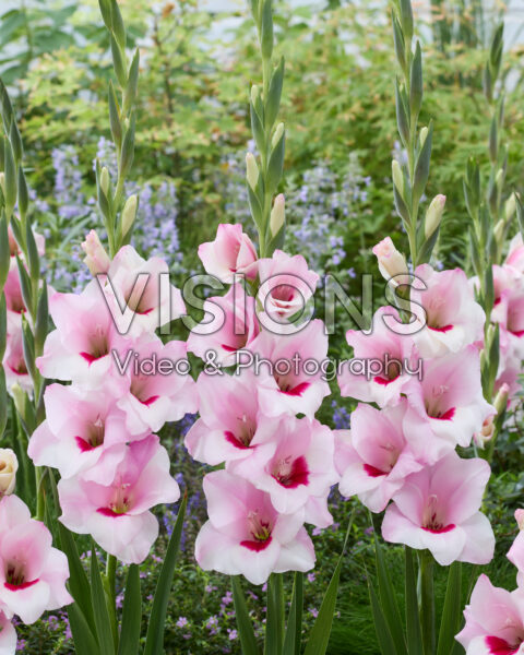 Gladiolus La Siala