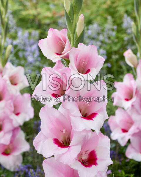 Gladiolus La Siala