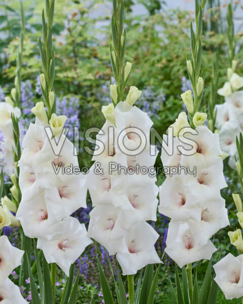 Gladiolus Argenta Gladiolus Argenta