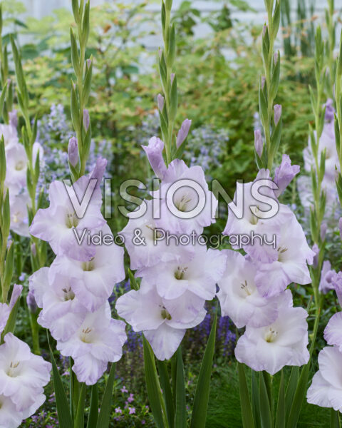 Gladiolus 0352201 Gladiolus 0352201