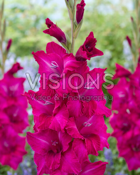 Gladiolus 0343001 Gladiolus 0343001