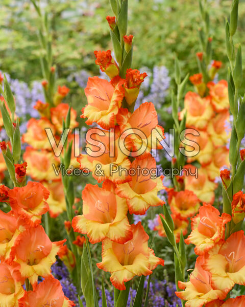 Gladiolus Prinses Margaret Rose