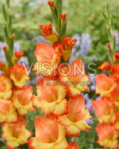 Gladiolus Prinses Margaret Rose