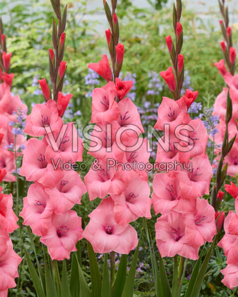 Gladiolus Sephora
