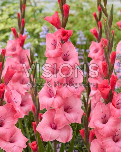 Gladiolus Sephora