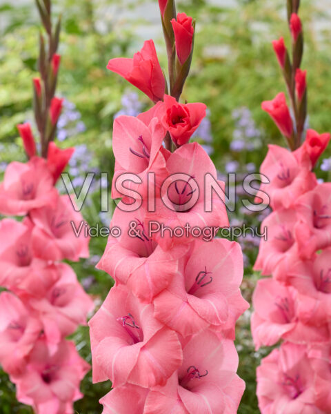 Gladiolus 0317107 Gladiolus 0317107