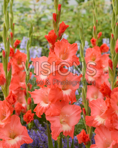 Gladiolus Paloma