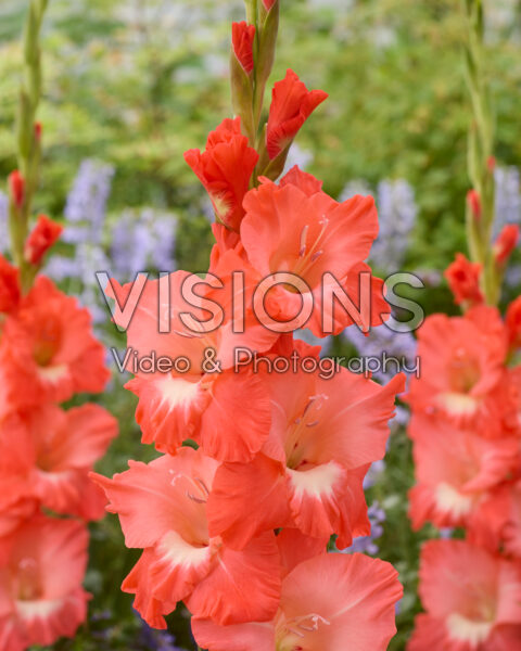 Gladiolus Paloma