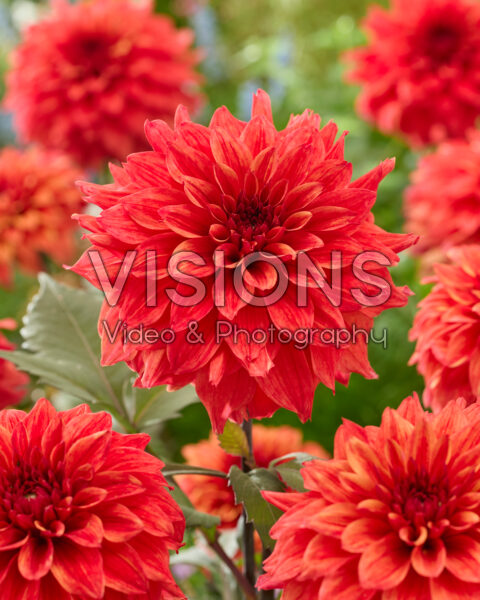 Dahlia Orange Paradise Dahlia Orange Paradise