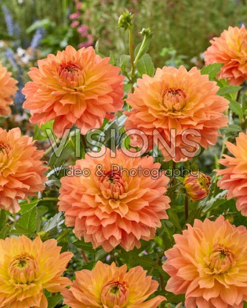 Dahlia Frequent Flyer Dahlia Frequent Flyer