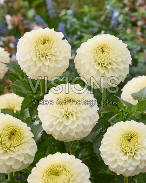 Dahlia Popcorn