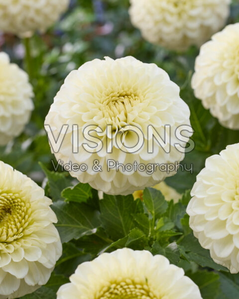 Dahlia Popcorn Dahlia Popcorn