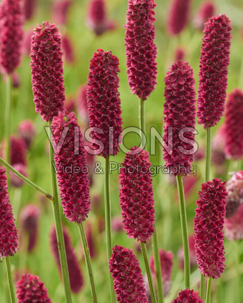 Sanguisorba Strawberry Dream Sanguisorba Strawberry Dream