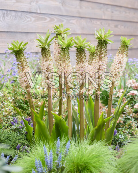 Eucomis Modern Art Eucomis Modern Art