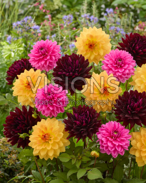 Decoratieve Dahlia mix