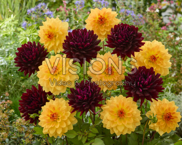 Dahlia Karma Gold & Holly Hill Dark Beauty Dahlia Karma Gold & Holly Hill Dark Beauty