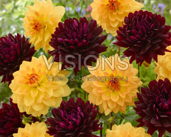 Dahlia Karma Gold & Holly Hill Dark Beauty Dahlia Karma Gold & Holly Hill Dark Beauty