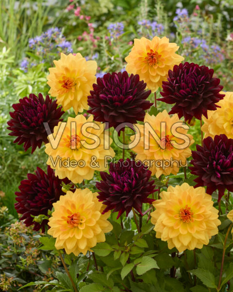 Dahlia Karma Gold & Holly Hill Dark Beauty Dahlia Karma Gold & Holly Hill Dark Beauty