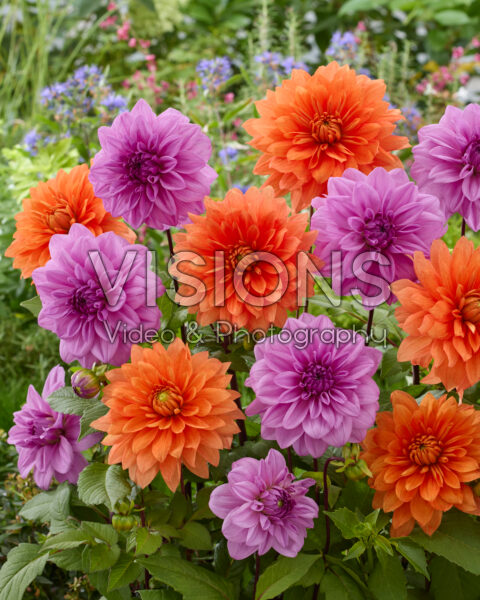 Dahlia Orange Sunrise, Lilac Time Dahlia Orange Sunrise, Lilac Time