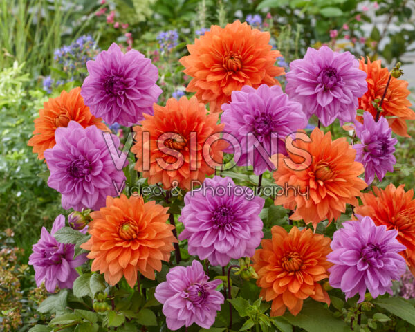 Dahlia Orange Sunrise, Lilac Time Dahlia Orange Sunrise, Lilac Time
