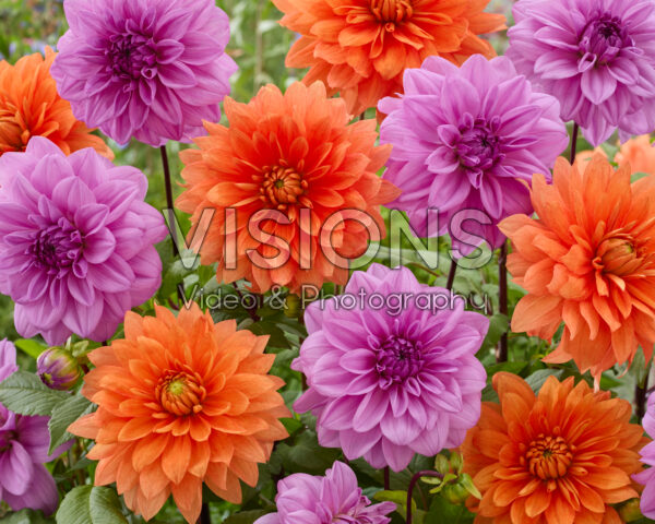 Dahlia Orange Sunrise, Lilac Time Dahlia Orange Sunrise, Lilac Time