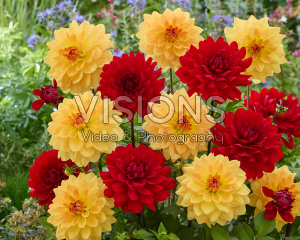 Dahlia Karma Gold, Karma Amora Dahlia Karma Gold, Karma Amora