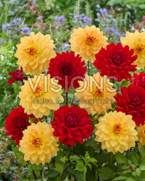Dahlia Karma Gold, Karma Amora Dahlia Karma Gold, Karma Amora