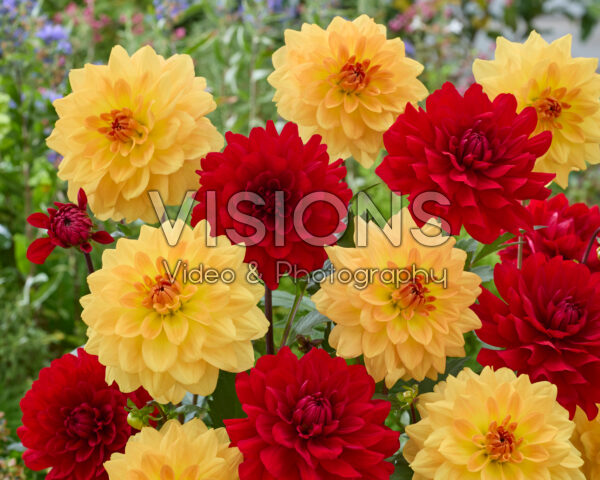Dahlia Karma Gold, Karma Amora