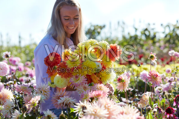 Lady collecting flowers in dahlia field Lady collecting flowers in dahlia field