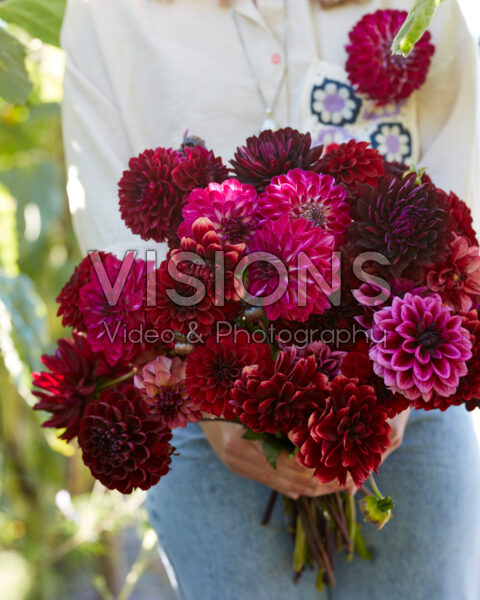 Lady with mixed dahlia bouquet in purple and red Lady with mixed dahlia bouquet in purple and red
