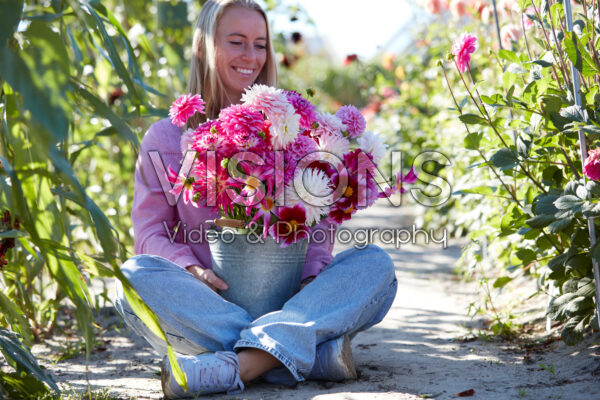Dame met roze en witte dahlia's in emmer