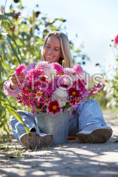 Lady holding zinc bucket with pink and white dahlias