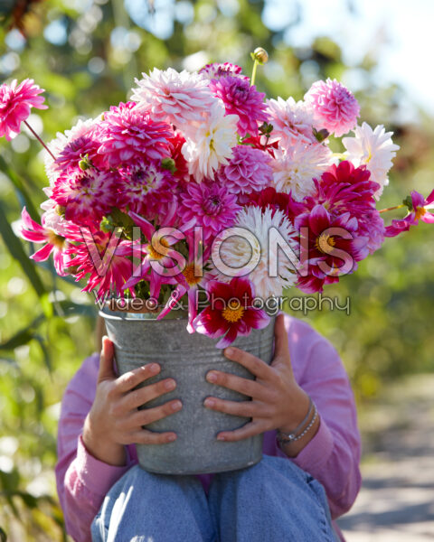 Lady holding zinc bucket with pink and white dahlias Lady holding zinc bucket with pink and white dahlias