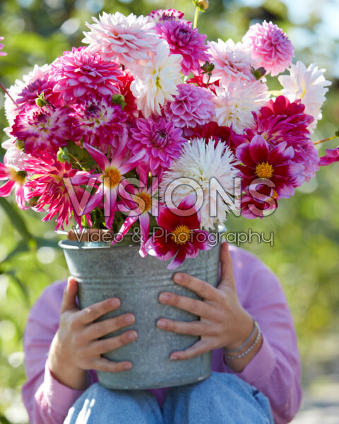 Dame met roze en witte dahlia's in emmer