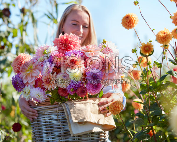 Lady with basket of mixed dahlias Lady with basket of mixed dahlias