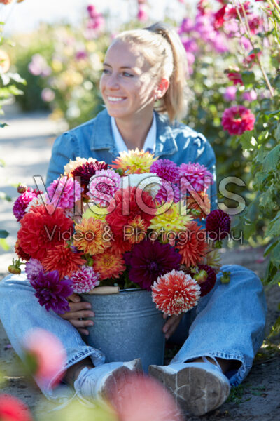 Lady with colourful dahlia mix in bucket Lady with colourful dahlia mix in bucket