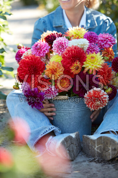 Lady with colourful dahlia mix in bucket Lady with colourful dahlia mix in bucket