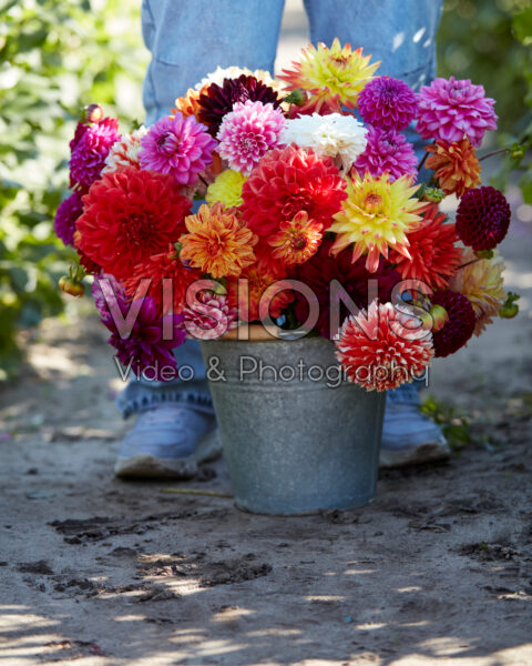 Dame met bonte dahlia mix in emmer
Dahlia lifestyle afbeeldingen Dame met bonte dahlia mix in emmer
Dahlia lifestyle afbeeldingen