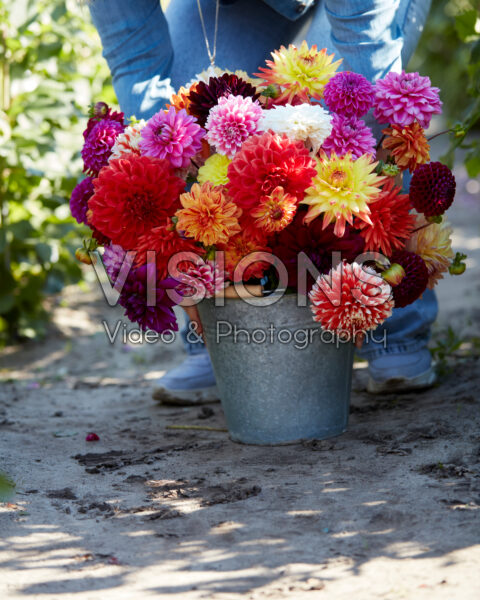 Lady with colourful dahlia mix in bucket Lady with colourful dahlia mix in bucket