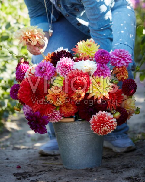 Dame met bonte dahlia mix in emmer
Dahlia lifestyle afbeeldingen Dame met bonte dahlia mix in emmer
Dahlia lifestyle afbeeldingen